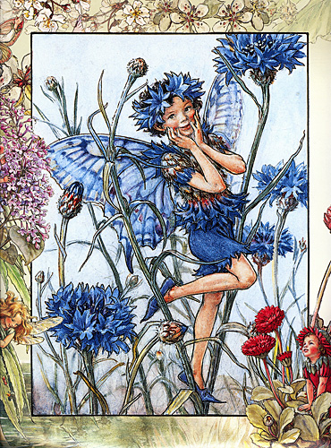 The Cornflower Fairy